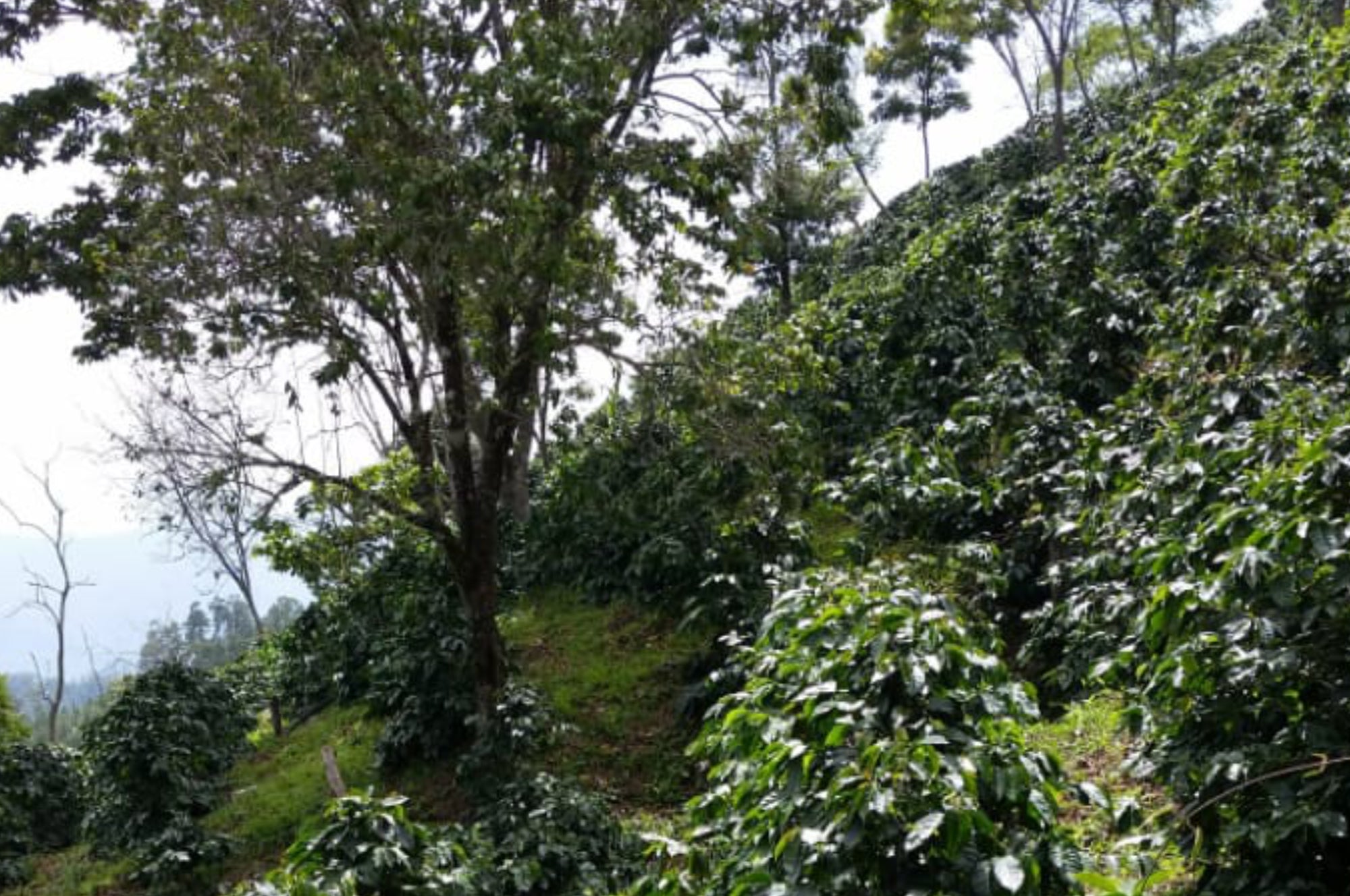 Collection of Los Matazanos in a gallery layout